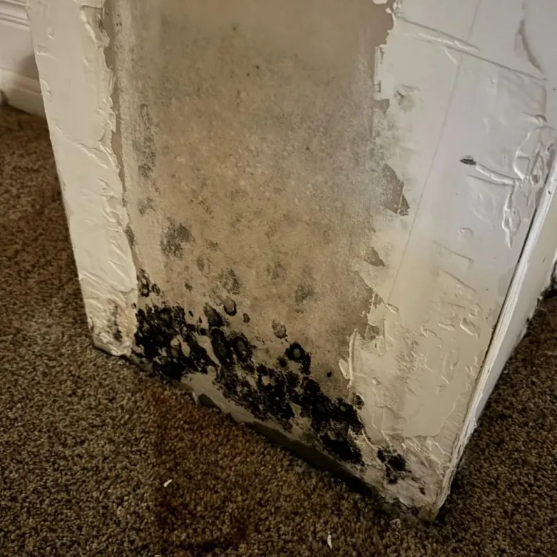Professional Mold Removal in Atascocita, TX